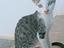 Immagine 4