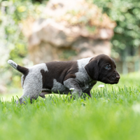 Cuccioli di Drahthaar (disp. dal 20 agosto)