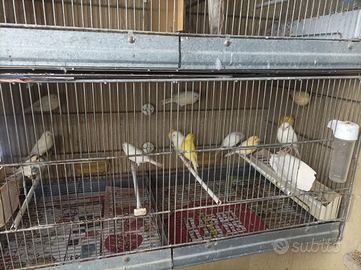 Coppie Canarini 2024/25