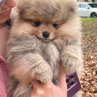 Volpino di Pomerania