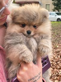 Volpino di Pomerania