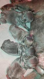 Cuccioli bulldog francese blu