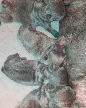 Cuccioli bulldog francese blu