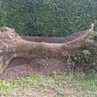 legname di pero per arredo/modellismo