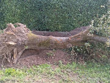 legname di pero per arredo/modellismo