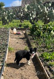Cucciolo border collie