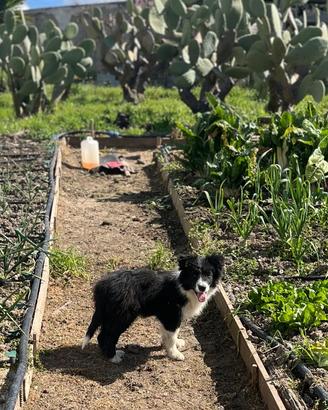 Cucciolo border collie