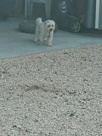 maltese
