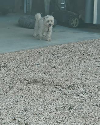 maltese