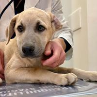 Cuccioli taglia media abbondante 4mesi