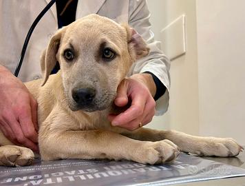 Cuccioli taglia media abbondante 4mesi