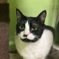 Lory gattina bianconera di 1 anno