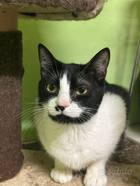 Lory gattina bianconera di 1 anno