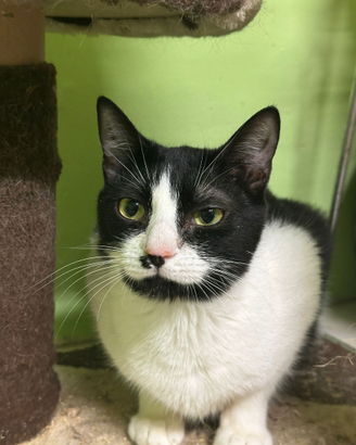 Lory gattina bianconera di 1 anno