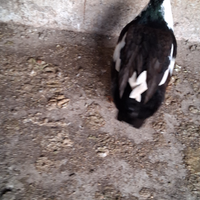 Anatra meticcia (maschio)