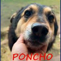 PONCHO in canile da quando è nato dolcissimo e buo