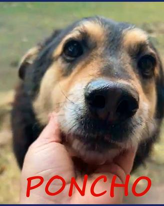 PONCHO in canile da quando è nato dolcissimo e buo