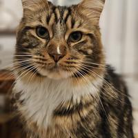 Accoppiamento maine coon