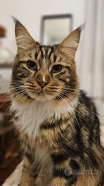 Accoppiamento maine coon