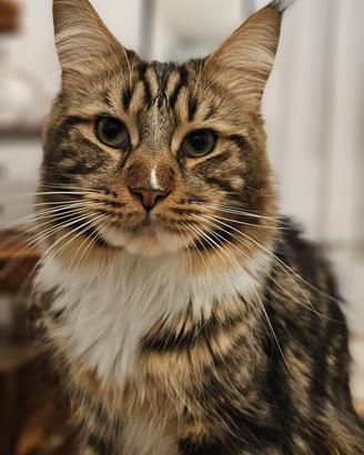 Accoppiamento maine coon