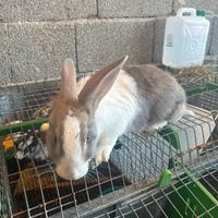 Maschio da riproduzione