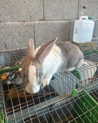 Maschio da riproduzione