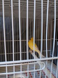 Canarino malinois femmina