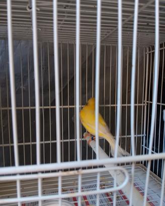 Canarino malinois femmina