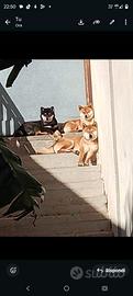 Shiba Inu cuccioli con pedigree 3791061229