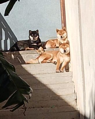 Shiba Inu cuccioli con pedigree 3791061229