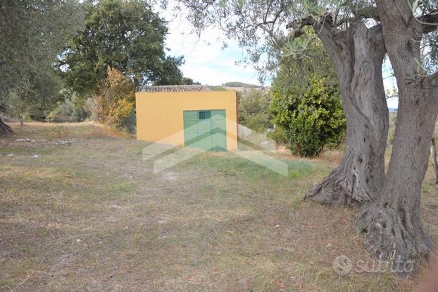 Terreno edificabile con olivo a Guardialfiera