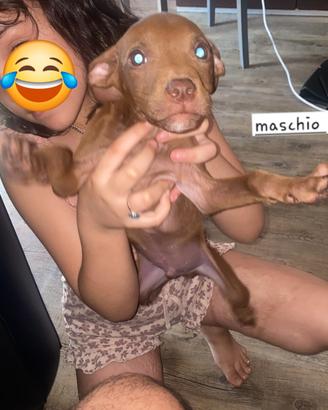 Pit bull red nose