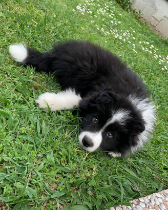 Cuccioli di Border collie altissima genealogia