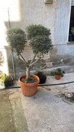 Piante - Ulivi Bonsai - Giardino e Fai da te In vendita a Trapani