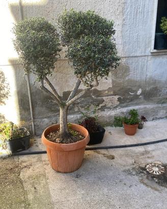 Piante - Ulivi Bonsai
