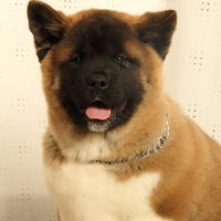 Cuccioli Akita Americano