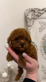 Cucciola Barboncino Toy