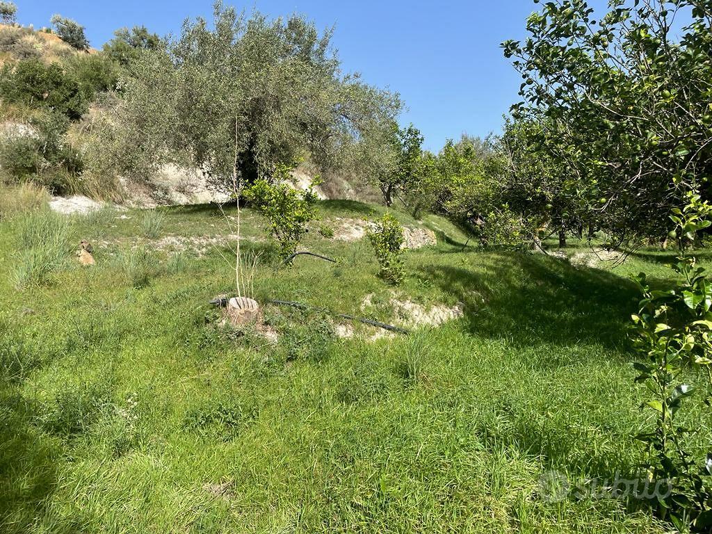 Terreno agricolo agrumeto - Vista 5