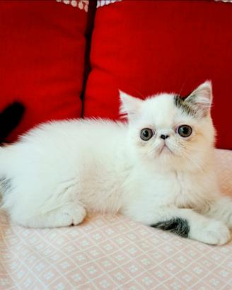 Cuccioli di exotic shorthair