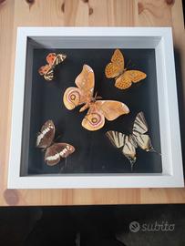 quadretto bianco sfondo nero con farfalle 