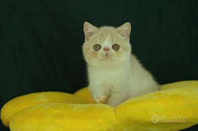Cucciolo Crema e Bianco di Gatti exotic shorthair 