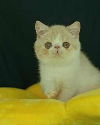 Cucciolo Crema e Bianco di Gatti exotic shorthair 