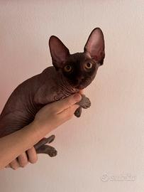 Gattina sphynx