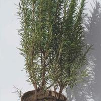 Piante rosmarino diverse misure