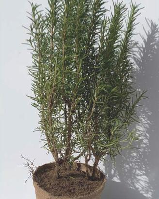 Piante rosmarino diverse misure