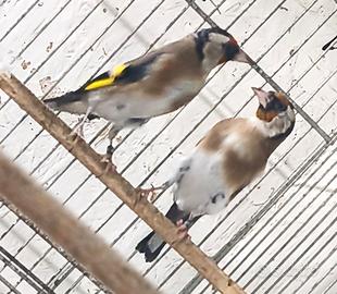 Cardellino