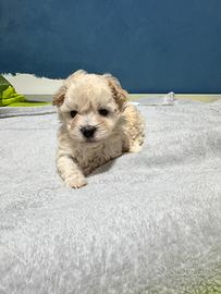 Maschietto Mini Toy Maltipoo