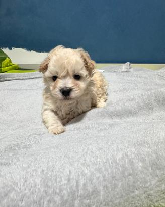 Maschietto Mini Toy Maltipoo
