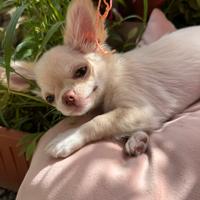 Chihuahua femmina crema