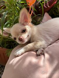 Chihuahua femmina crema